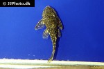 hemiancistrus guahiborum hemiancistrus guahiborum