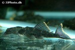 hemiancistrus guahiborum hemiancistrus guahiborum