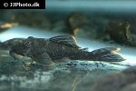 hemiancistrus guahiborum hemiancistrus guahiborum