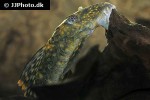 hemiancistrus guahiborum hemiancistrus guahiborum