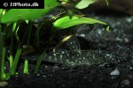 hemiancistrus guahiborum hemiancistrus guahiborum