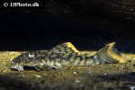 hemiancistrus guahiborum hemiancistrus guahiborum