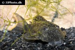 hemiancistrus guahiborum hemiancistrus guahiborum