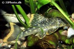 hemiancistrus guahiborum hemiancistrus guahiborum