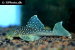 hemiancistrus species l128 hemiancistrus species l128