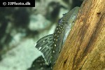 hemiancistrus species l128 hemiancistrus species l128
