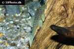 hemiancistrus species l128 hemiancistrus species l128