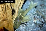 hemiancistrus species l128 hemiancistrus species l128