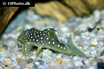 hemiancistrus species l128 hemiancistrus species l128