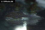 hemiancistrus species l128 hemiancistrus species l128