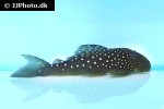 hemiancistrus species l128 hemiancistrus species l128