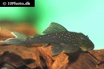 hemiancistrus species l128 hemiancistrus species l128