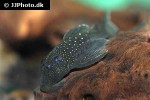 hemiancistrus species l128 hemiancistrus species l128