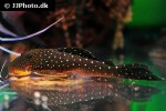 hemiancistrus species l128 hemiancistrus species l128