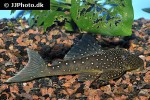 hemiancistrus species l128 hemiancistrus species l128