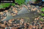 hemiancistrus species l128 hemiancistrus species l128