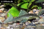 hemiancistrus species l128 hemiancistrus species l128