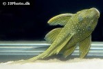 hemiancistrus subviridis hemiancistrus subviridis