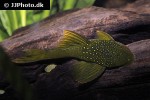 hemiancistrus subviridis hemiancistrus subviridis