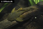 hemiancistrus subviridis hemiancistrus subviridis