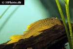 hemiancistrus subviridis hemiancistrus subviridis
