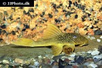 hemiancistrus subviridis hemiancistrus subviridis