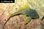 hemiancistrus subviridis hemiancistrus subviridis