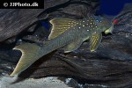 hemiancistrus subviridis hemiancistrus subviridis