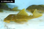 hemiancistrus subviridis hemiancistrus subviridis