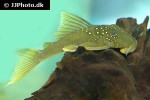 hemiancistrus subviridis hemiancistrus subviridis