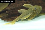 hemiancistrus subviridis hemiancistrus subviridis