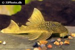hemiancistrus subviridis hemiancistrus subviridis
