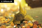 hemiancistrus subviridis hemiancistrus subviridis