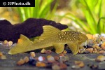 hemiancistrus subviridis hemiancistrus subviridis