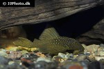 hemiancistrus subviridis hemiancistrus subviridis