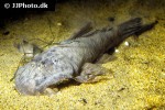 hemipsilichthys species hemipsilichthys species