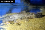 hemipsilichthys species hemipsilichthys species