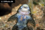 hopliancistrus wolverine hopliancistrus wolverine