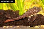 lasiancistrus heteracanthus lasiancistrus heteracanthus