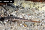 lasiancistrus heteracanthus lasiancistrus heteracanthus