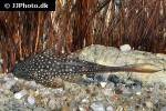 lasiancistrus heteracanthus lasiancistrus heteracanthus