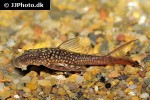lasiancistrus heteracanthus lasiancistrus heteracanthus