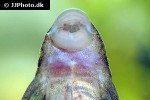 lasiancistrus heteracanthus lasiancistrus heteracanthus