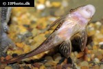 lasiancistrus heteracanthus lasiancistrus heteracanthus