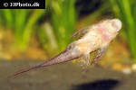 lasiancistrus heteracanthus lasiancistrus heteracanthus