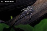 lasiancistrus heteracanthus lasiancistrus heteracanthus