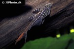 lasiancistrus heteracanthus lasiancistrus heteracanthus