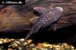 lasiancistrus heteracanthus lasiancistrus heteracanthus