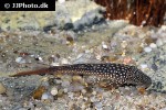 lasiancistrus heteracanthus lasiancistrus heteracanthus