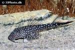 lasiancistrus species l033 lasiancistrus species l033